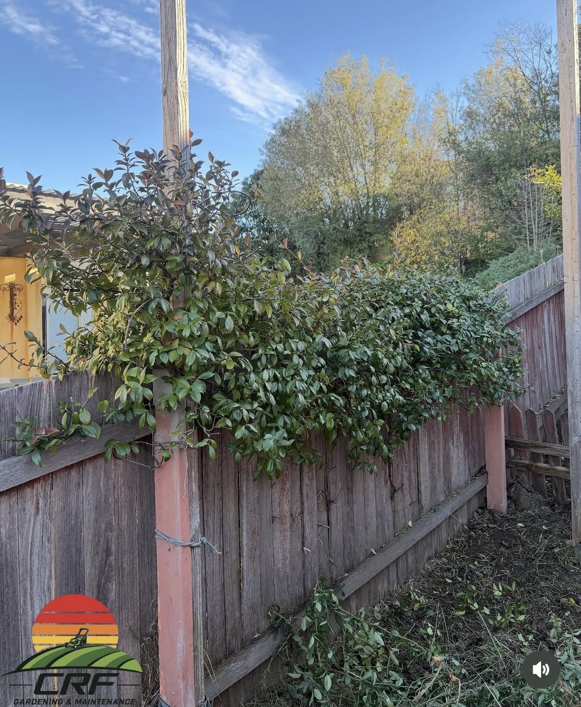 Before — overgrown shrubbery along the fence line